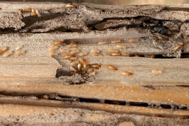 Flea Control Services in Ojus, FL